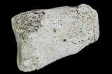 Hadrosaur Finger Bone - Alberta (Disposition #-) #95162-1